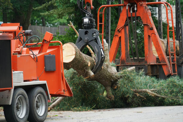 Best Residential Tree Removal  in Dagsboro, DE